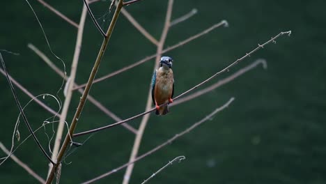 Common-Kingfisher,-Alcedo-atthis