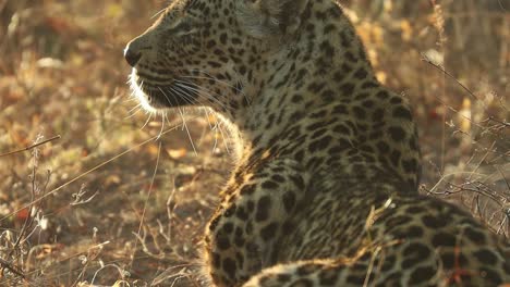 Eine-Mittlere-Nahaufnahme-Eines-Erwachsenen-Leoparden,-Der-Im-Goldenen-Licht-Liegt