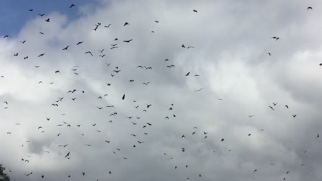 Large-group-of-flying-foxes-in-flight-against-clouds-in-daytime-sky