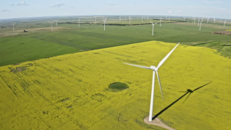 Windtürme-Heben-Sich-Bei-Tageslicht-In-Saskatchewan,-Kanada,-Von-Den-Gelben-Rapsfeldern-Ab