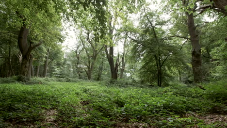 A-panorama-of-dense-lush-green-ancient-woodland-in-full-summer-leaf,-Worcestershire,-England,-UK