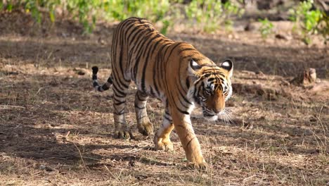 A-slow-motion-full-body-shot-of-a-Bengal-Tiger-cub-walking-towards-the-camera