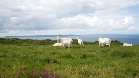 Group-of-Welsh-horned-lazy-goats-on-rugged-grass-windy-mountain-wilderness-summit