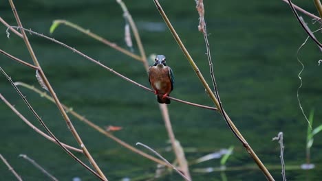 Eurasian-kingfisher,-Alcedo-atthis