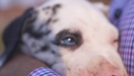 Close-up-of-a-breeder-holding-a-purebred-Great-Dane-puppy-with-blue-eyes