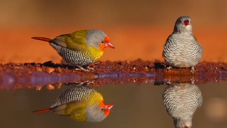 A-close-full-body-shot-of-a-pair-of-Green-winged-Pytilias-and-their-reflections-while-drinking,-Greater-Kruger