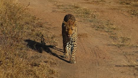 An-adult-leopard-walking-down-a-dirt-road-towards-the-camera,-Greater-Kruger