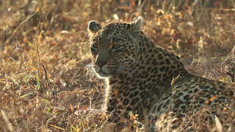 A-medium-shot-of-an-adult-leopard-resting-while-looking-over-its-shoulder-towards-the-camera