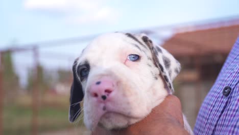 Breeder-holding-a-purebred-Great-Dane-puppy-with-blue-eyes
