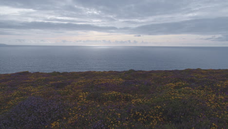 Calming-zoom-over-wildflower-field-to-ocean-skyline-in-morning-glow,-wide-shot