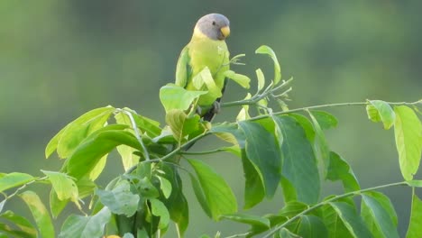 Green-Parrot-UHD-mp4-4k-