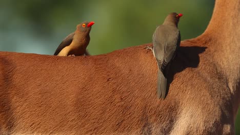 A-close-full-body-shot-of-Red-billed-Oxpeckers-sitting-on-the-back-of-an-Impala-antelope,-Greater-Kruger