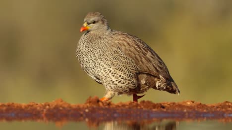 A-close-full-body-shot-of-a-sub-adult-Swainson's-Spurfowl-walking-along-the-water's-edge-in-search-of-food,-Greater-Kruger