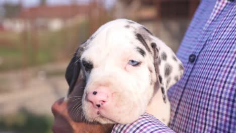 Breeder-holding-a-purebred-Great-Dane-puppy-with-bright-blue-eyes