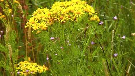 Oxford-Ragwort-growing-on-wasteland-in-the-English-town-of-Oakham-in-Rutland