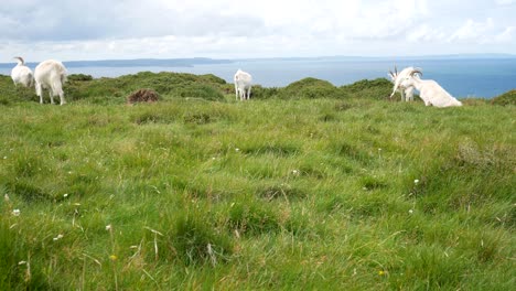 Group-of-horned-goats-grazing-on-rugged-grass-windy-mountain-wilderness-summit