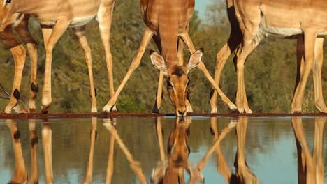 A-low-angle-medium-shot-of-a-herd-of-Impalas-drinking,-Greater-Kruger
