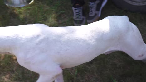 Müder-Reinrassiger-Dogo-Argentino-Hund,-Der-Seinen-Besitzer-Beobachtet-Und-Verfolgt