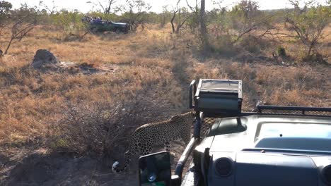Eine-Totale-Eines-Leoparden,-Der-An-Einem-Safarifahrzeug-Vorbeigeht,-Während-Sich-Im-Hintergrund-Ein-Zweites-Auto-Nähert