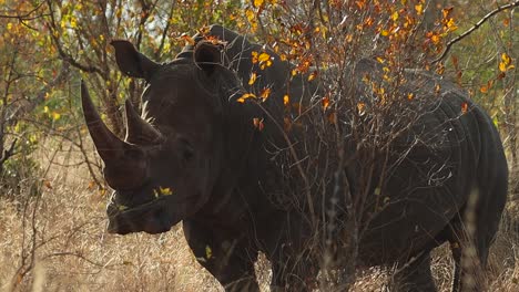 Una-Toma-Mediana-De-Un-Rinoceronte-Blanco-Parado-Detrás-De-Un-árbol-Pequeño-Y-Observando-Su-Entorno-En-La-Naturaleza-De-África