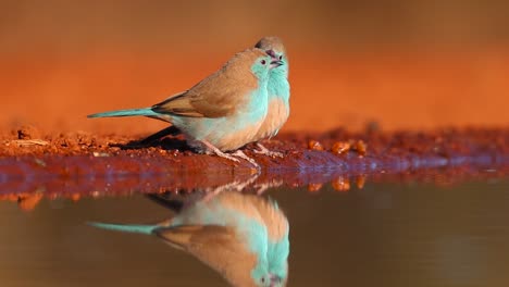 A-close-full-body-shot-of-three-Blue-Waxbills-and-their-reflections-while-drinking,-Greater-Kruger