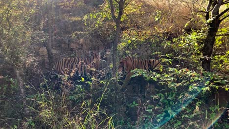 Eine-Weitwinkelaufnahme-Von-Zwei-Bengalischen-Tigerjungen,-Die-Auf-Einem-Felsvorsprung-Im-Wald-Interagieren
