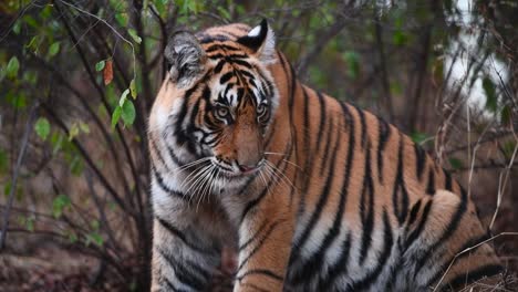 Eine-Mittlere-Nahaufnahme-Eines-Jungen-Bengalischen-Tigers,-Der-Im-Wald-Sitzt
