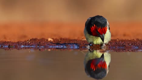 A-close-low-angle-shot-of-a-Black-collared-Barbet-and-its-reflection-while-drinking,-Greater-Kruger