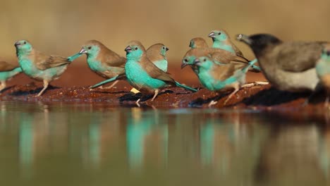 A-low-angle-of-a-flock-of-Blue-Waxbills-drinking-from-a-waterhole,-Greater-Kruger