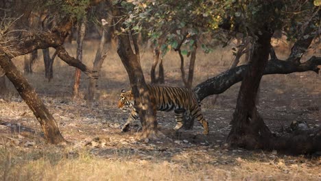 Ein-Weitschuss,-Der-Einen-Erwachsenen-Bengalischen-Tiger-Verfolgt,-Während-Er-Sich-In-Goldenem-Licht-Durch-Den-Wald-Bewegt