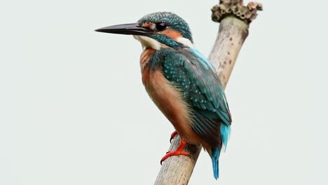 Common-Kingfisher,-Alcedo-atthis