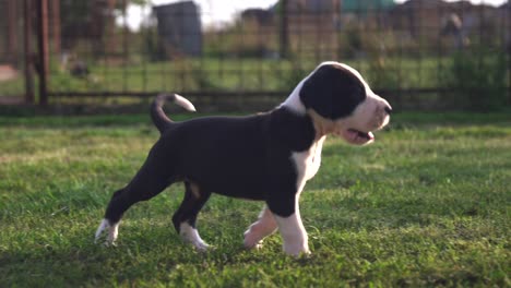 Purebred-Great-Dane-puppy-walking-and-exploring-alone-in-a-green-field