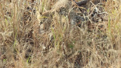 Eine-Nahaufnahme-Eines-Leopardenjungen,-Der-Durch-Das-Dichte-Gras-Auf-Die-Kamera-Zuschleicht