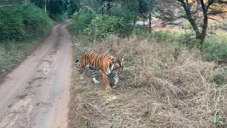 Eine-Totale-Eines-Subadulten-Bengalischen-Tigers,-Der-Sich-Einem-Safarifahrzeug-Nähert-Und-An-Ihm-Vorbeigeht