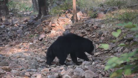A-wide-shot-of-a-Sloth-Bear-as-he-walks-through-a-rocky-area-in-the-Indian-Forest