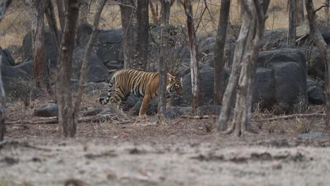 A-wide-shot-tracking-a-Bengal-Tiger-through-the-dry-forest-of-Ranthambhore-National-Park,-India
