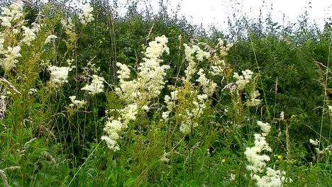 Sweet-Cicely,-Myrrhis-Odorata,-are-seen-on-grassy-areas-such-as-roadsides-and-grass-verges