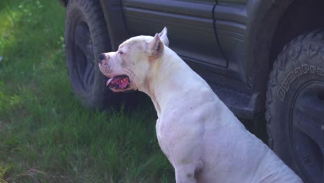 Tired-purebred-Dogo-Argentino-dog-sitting-and-watching-around