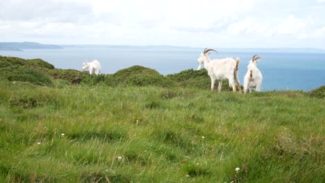 Group-of-horned-goats-on-rugged-grass-windy-mountain-wilderness-summit
