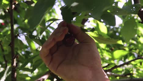 Man-picks-ripe-red-cherry-from-the-tree-in-the-cherry-farm