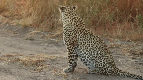 A-wide-shot-of-a-female-leopard-sitting-in-the-road-scanning-her-surroundings