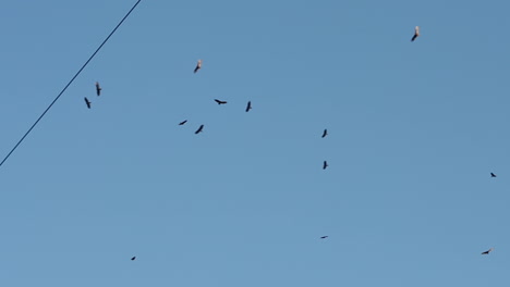 Slow-motion-video-of-12-hawks-circling-the-sky