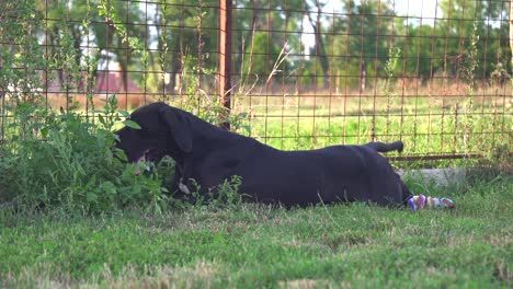 Riesiger-Reinrassiger-Schwarzer-Dogge-Hund,-Der-Sich-In-Einem-Garten-Entspannt