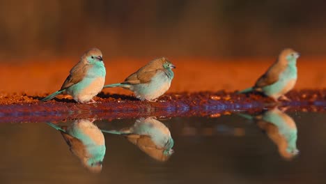 A-low-angle,-close-full-body-shot-of-three-Blue-Waxbills-enjoying-their-morning-drink-and-showing-their-beautiful-reflection,-Greater-Kruger