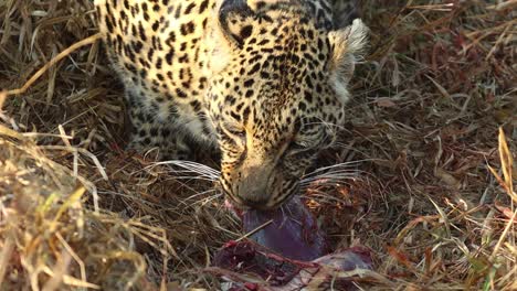 A-close-up-of-a-female-leopard's-face-while-eating,-Greater-Kruger
