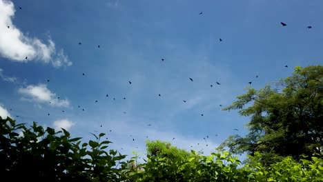 Large-swarm-of-fruit-bats-flying-in-blue-daytime-sky,-Papua-New-Guinea