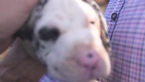 Petting-a-purebred-Great-Dane-puppy-with-blue-eyes-being-hold-by-a-breeder
