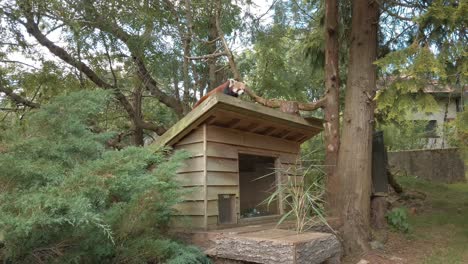 Red-Panda-climbing-a-structure-in-it's-enclosure
