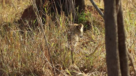 A-wide-shot-of-a-leopard-cub-sneaking-through-the-dense-grass,-Greater-Kruger