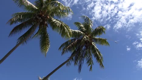 Leaning-palm-trees-in-Bora-Bora,-French-Polynesia